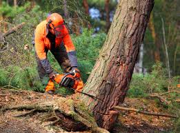 Pest Control for Lawns in The Hideout, PA