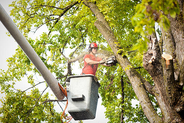 Trusted The Hideout, PA Tree Care Experts