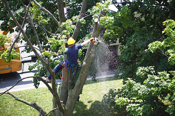 Best Arborist Consultation Services  in The Hideout, PA