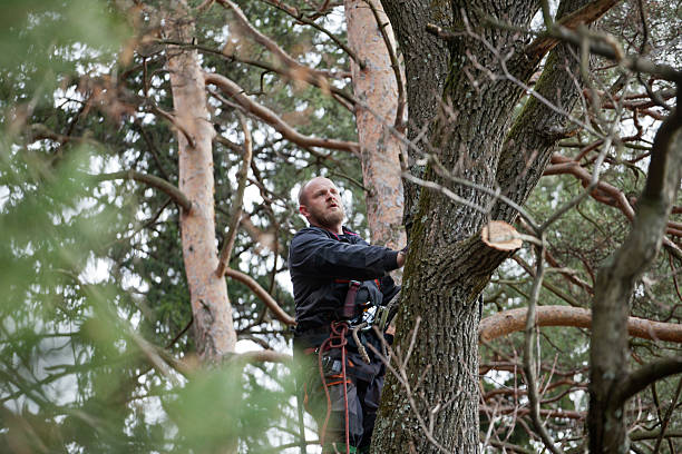 Best Palm Tree Trimming  in The Hideout, PA