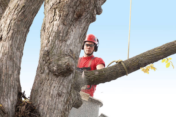 How Our Tree Care Process Works  in  The Hideout, PA